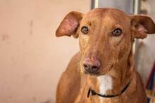 BELLU, Hund, Podenco-Mix in Spanien - Bild 6