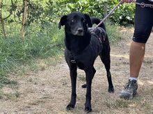 NISHA, Hund, Mischlingshund in Wüstenrot - Bild 10