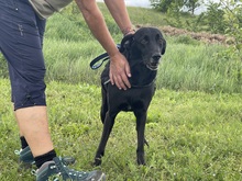 NISHA, Hund, Mischlingshund in Wüstenrot - Bild 19