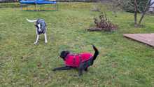 NISHA, Hund, Mischlingshund in Wüstenrot - Bild 2