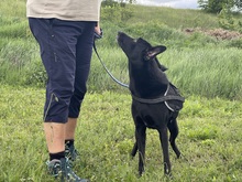 NISHA, Hund, Mischlingshund in Wüstenrot - Bild 20