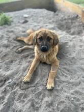 HOPE, Hund, Mischlingshund in Löwenberger Land