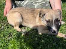 MARIELLA, Hund, Mischlingshund in Löwenberger Land - Bild 6