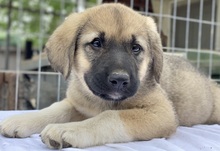 BANGLADESH, Hund, Mischlingshund in Griechenland - Bild 12