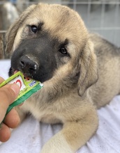 BANGLADESH, Hund, Mischlingshund in Griechenland - Bild 16