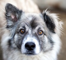 JEROME, Hund, Mischlingshund in Rumänien