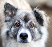 JEROME, Hund, Mischlingshund in Rumänien - Bild 1