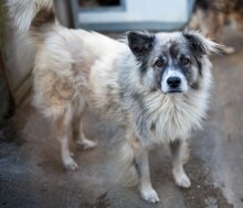 JEROME, Hund, Mischlingshund in Rumänien - Bild 3