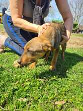 PEPPI, Hund, Mischlingshund in Rumänien - Bild 3