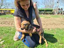 PEPPI, Hund, Mischlingshund in Rumänien - Bild 4