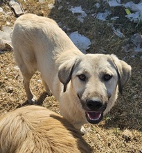 DOLORESUMBRIDGE, Hund, Mischlingshund in Griechenland - Bild 2