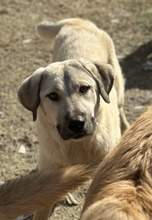 DOLORESUMBRIDGE, Hund, Mischlingshund in Griechenland - Bild 3