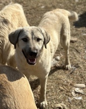 DOLORESUMBRIDGE, Hund, Mischlingshund in Griechenland - Bild 4