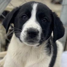 FEDRA, Hund, Mischlingshund in Griechenland - Bild 1