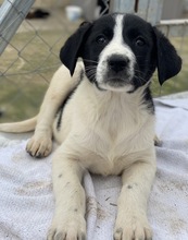 FEDRA, Hund, Mischlingshund in Griechenland - Bild 14