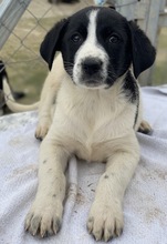 FEDRA, Hund, Mischlingshund in Griechenland - Bild 19