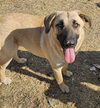 FLEURDELACOUR, Hund, Mischlingshund in Griechenland - Bild 4