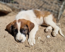 GESSI, Hund, Mischlingshund in Griechenland - Bild 12