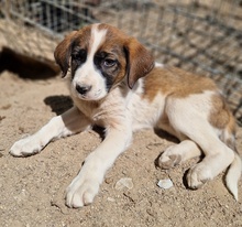 GESSI, Hund, Mischlingshund in Griechenland - Bild 13