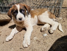 GESSI, Hund, Mischlingshund in Griechenland - Bild 2