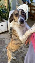 LOLITA, Hund, Mischlingshund in Italien - Bild 13