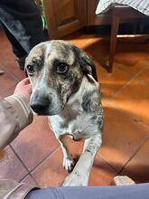 LOLITA, Hund, Mischlingshund in Italien - Bild 2