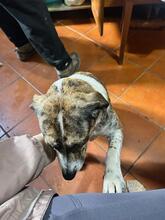 LOLITA, Hund, Mischlingshund in Italien - Bild 3