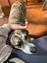 LOLITA, Hund, Mischlingshund in Italien - Bild 5