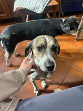 LOLITA, Hund, Mischlingshund in Italien - Bild 9