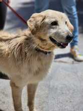 NALA, Hund, Golden Retriever-Mix in Spanien - Bild 1