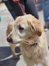 NALA, Hund, Golden Retriever-Mix in Spanien - Bild 2