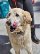 NALA, Hund, Golden Retriever-Mix in Spanien - Bild 3