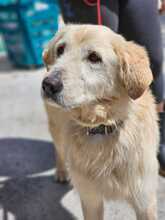 NALA, Hund, Golden Retriever-Mix in Spanien - Bild 4