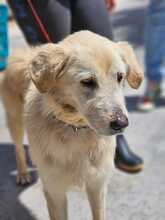 NALA, Hund, Golden Retriever-Mix in Spanien - Bild 5