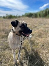 ELFY, Hund, Kangal-Mix in Kroatien - Bild 1