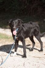 HARRY, Hund, Mischlingshund in Kroatien - Bild 1