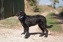 HARRY, Hund, Mischlingshund in Kroatien - Bild 2