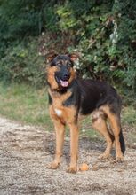 TRAY, Hund, Deutscher Schäferhund-Mix in Kroatien - Bild 1