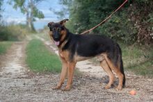 TRAY, Hund, Deutscher Schäferhund-Mix in Kroatien - Bild 2