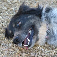 SYBILL, Hund, Mischlingshund in Heidelberg - Bild 1