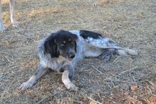 SYBILL, Hund, Mischlingshund in Heidelberg - Bild 10