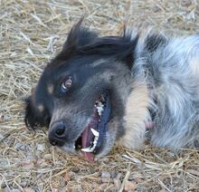 SYBILL, Hund, Mischlingshund in Heidelberg - Bild 12