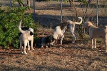 SYBILL, Hund, Mischlingshund in Heidelberg - Bild 14