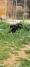 LITTLEMITSOS, Hund, Mischlingshund in Griechenland - Bild 2