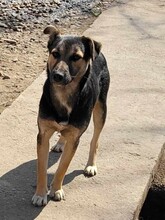 LUCA, Hund, Mischlingshund in Rumänien - Bild 3