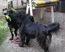 JAVIER, Hund, Mischlingshund in Bienenbüttel - Bild 3