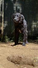 JAVIER, Hund, Mischlingshund in Bienenbüttel - Bild 7