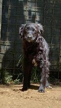 JAVIER, Hund, Mischlingshund in Bienenbüttel - Bild 8