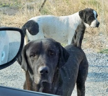 ZINO, Hund, Mischlingshund in Pulheim - Bild 6