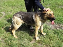 KAJLA, Hund, Deutscher Schäferhund-Mix in Ungarn - Bild 2